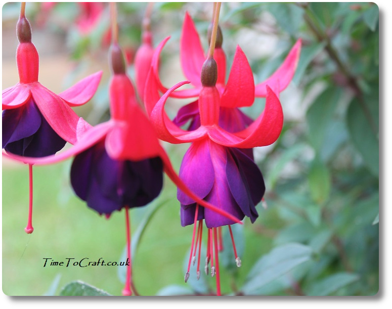 Fuchsias in the garden