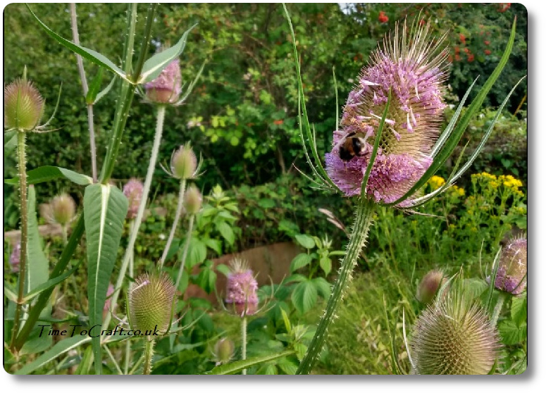 bed of teasels