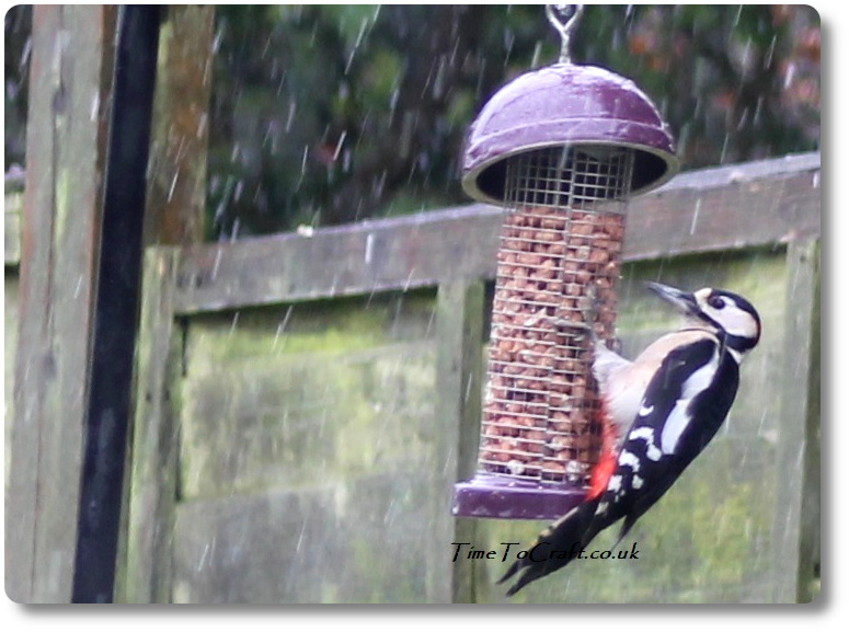 Woodpecker eating peanuts in the sleet