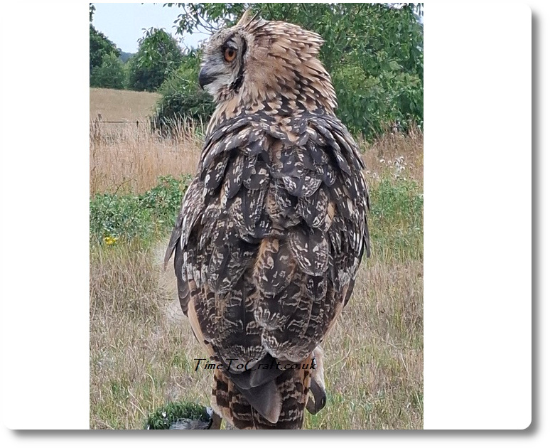 Rock Eagle Owl