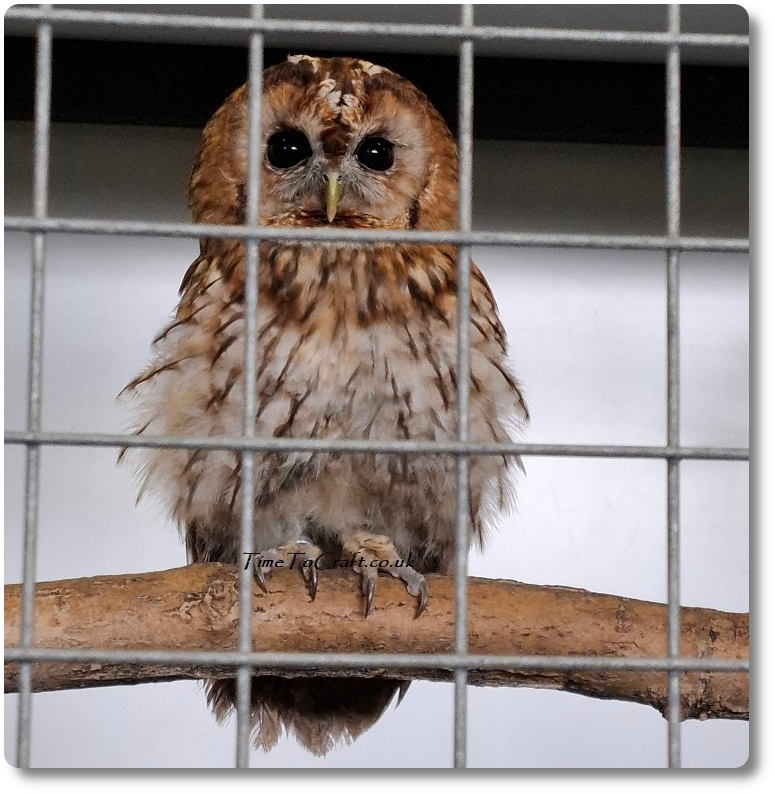 Tawny Owl