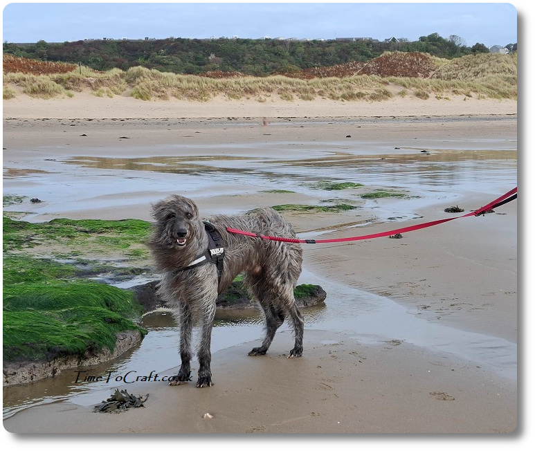 Hero on the beach at Horton Gower