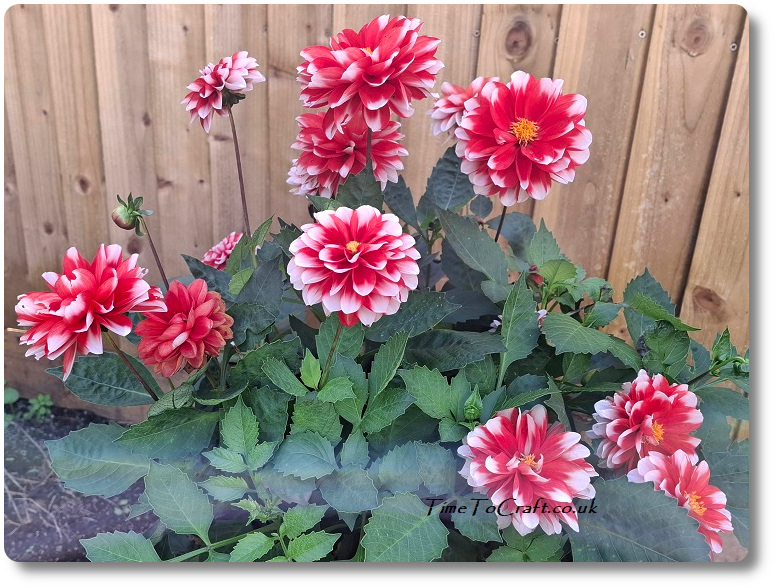 Dahlias are still doing well.