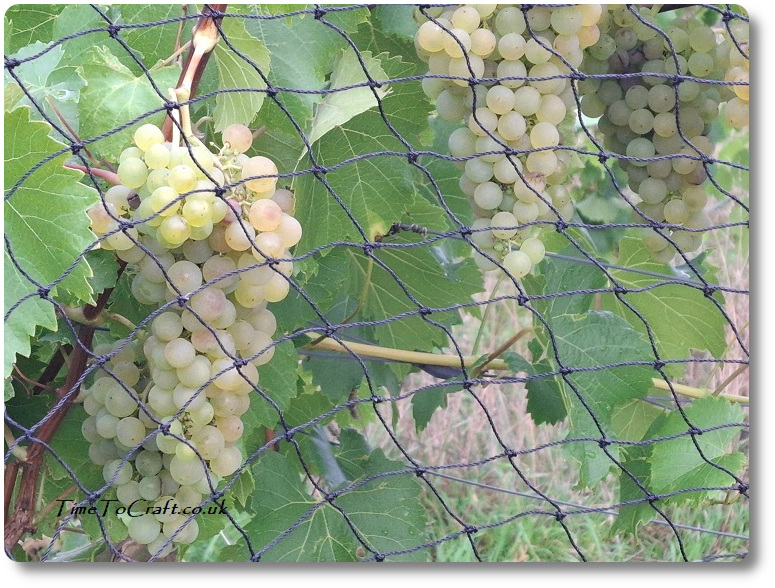 Grapes