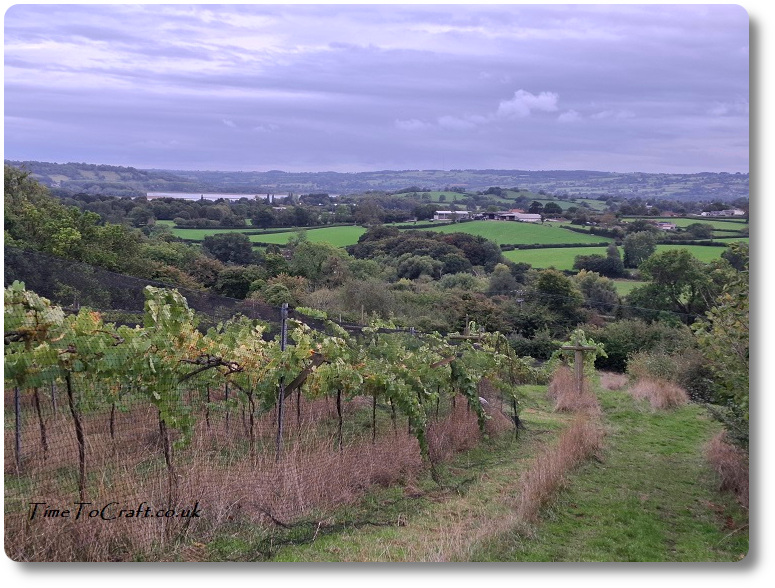 Vineyard Somerset