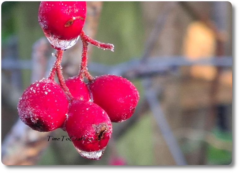 Berries in frost