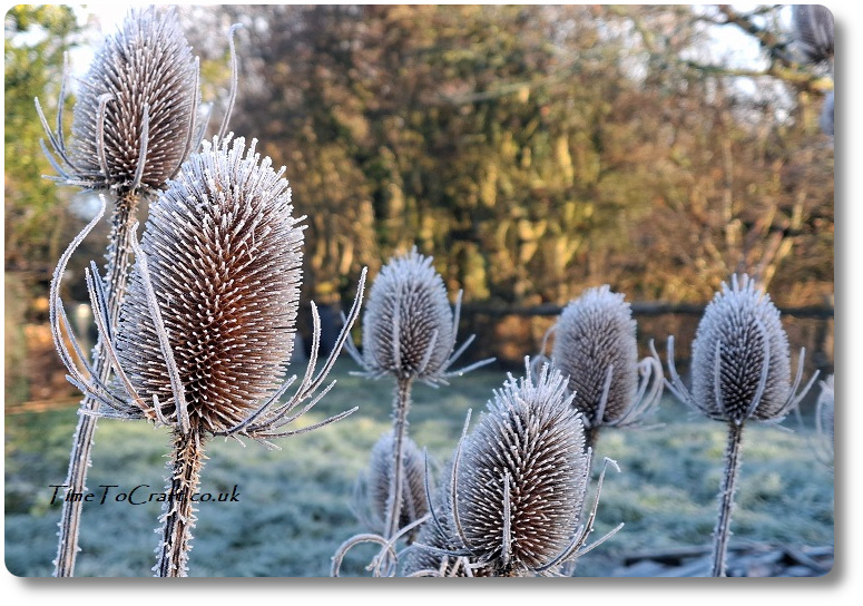 teasels in the frost
