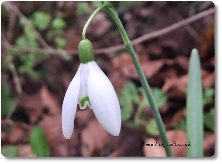 Snowdrop opening